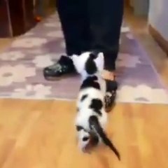 Climbing for milk