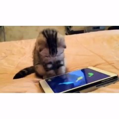 Trying to catch fish