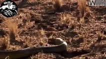 Wild Animals Fighting Compilation Documentary - Snake vs Mongoos