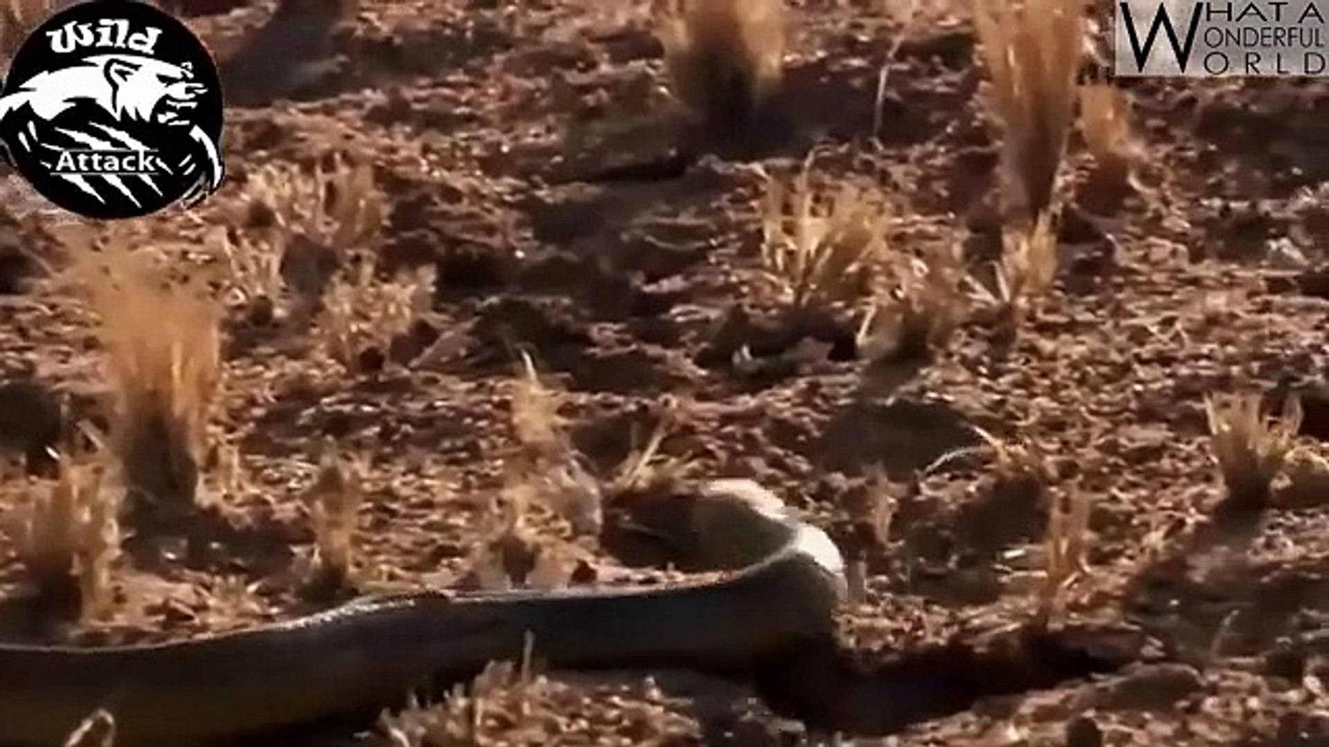 ⁣Wild Animals Fighting Compilation Documentary - Snake vs Mongoos