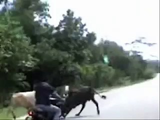 Funny animal fight make me laugh Funny Cat Videos Best Funny Vid