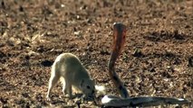NEW 2015- Mongoose Attack Cobra Snake incredible Fighting Video