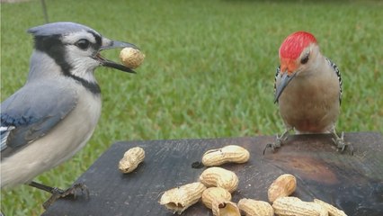 Blue Jay Woodpecker 4K UHD Video Test