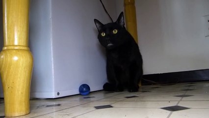 Talking Kitty Cat 43 - Random Kitten