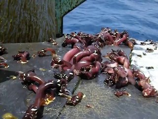 *NO JOKE* Never before seen sea creatures found on a military sub