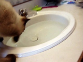 Curious Cat Inspects Water - Rumble 2016