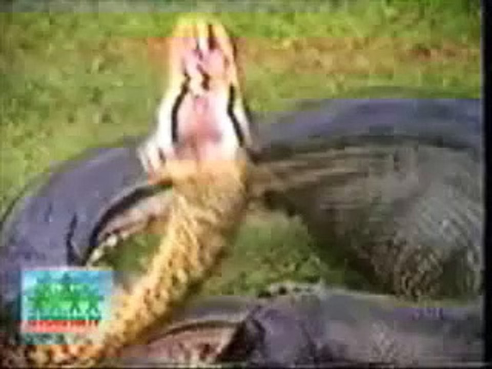 Un anaconda mange un hippopotame