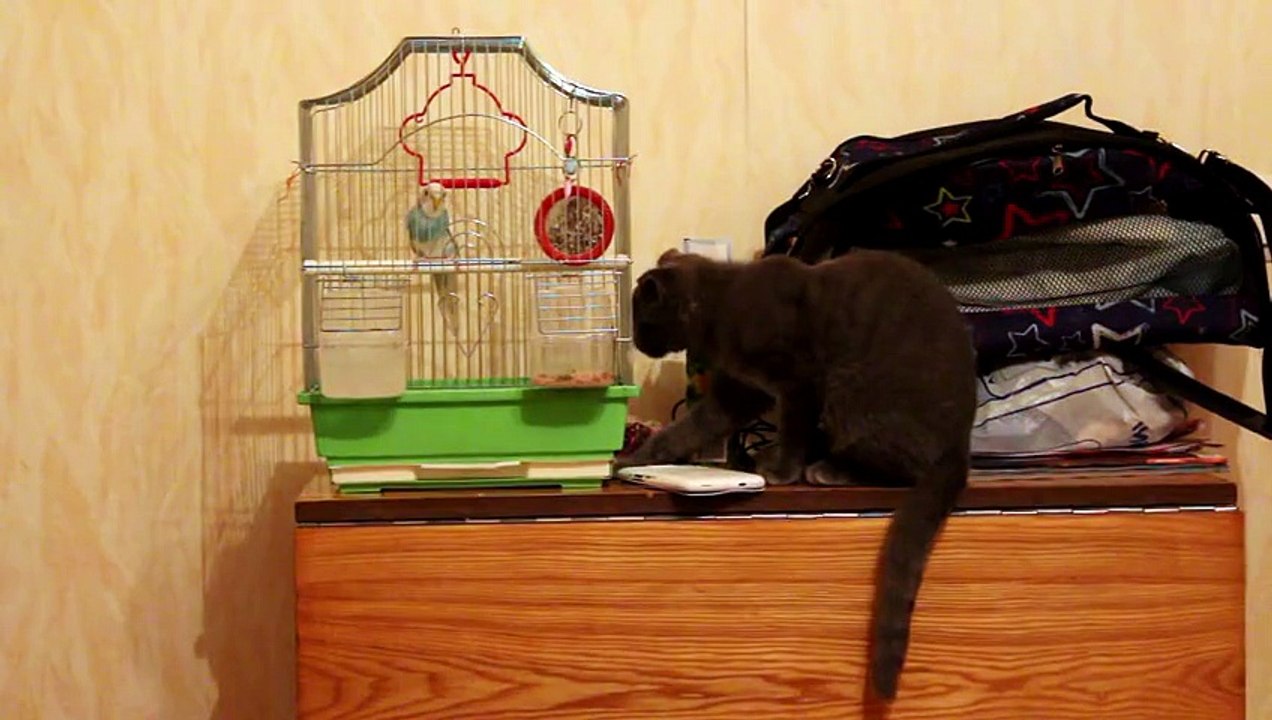 Parrot scares curious cat Rumble 2016 video Dailymotion