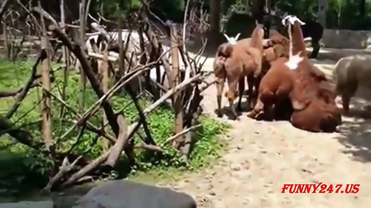 Funny Alpaca Mating Fail 2016 [NEW]