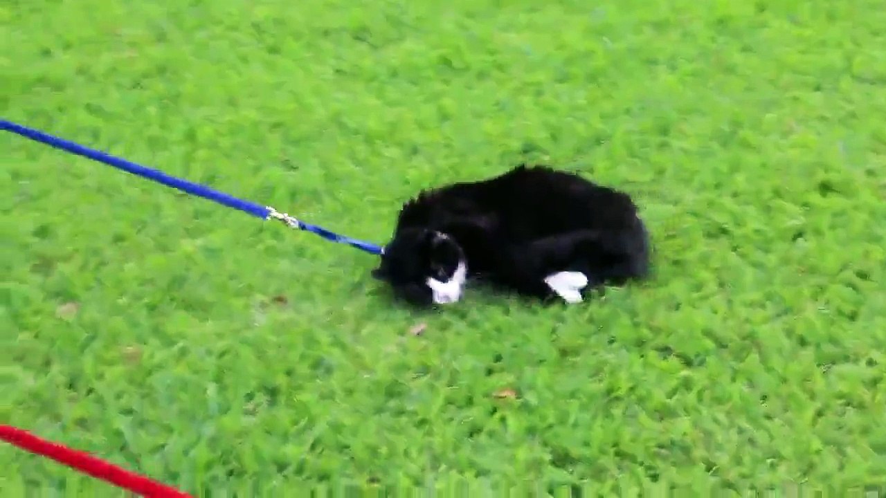 Tasmayla Gezdirilmeyi Reddeden Kedi