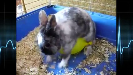 BANG Funny Rabbit Humping Balloon 2016 [NEW]