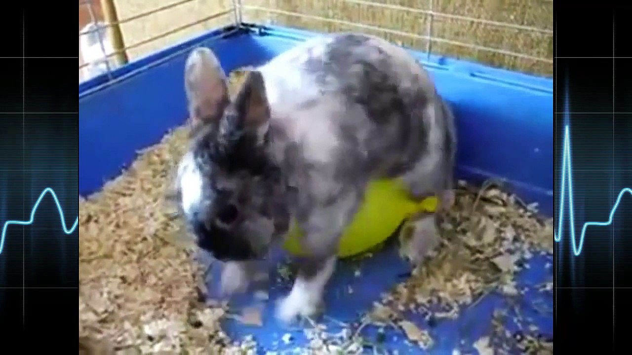 BANG Funny Rabbit Humping Balloon 2016 [NEW]