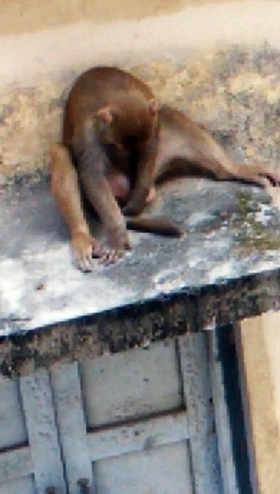 licking own testicles,is it possible: watch this
