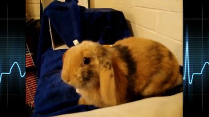 Funny rabbit humping monkey toy 2016 [NEW]