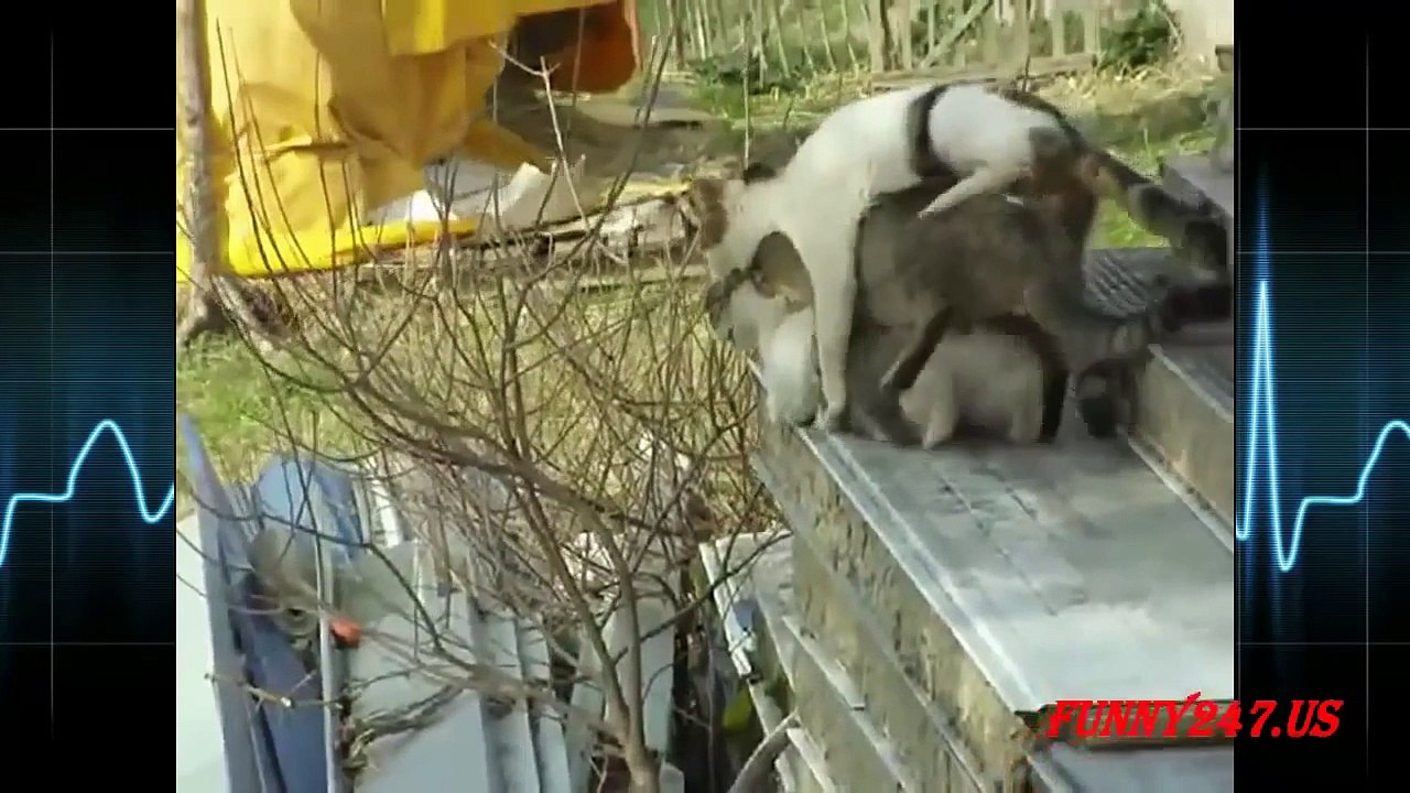 Funny Cat Mating Group- The Poor Cat 2016 [NEW]