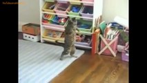 FUNNY VIDEOS: Funny Cats - Funny Animals - Cat Funny Videos - Smart Cats