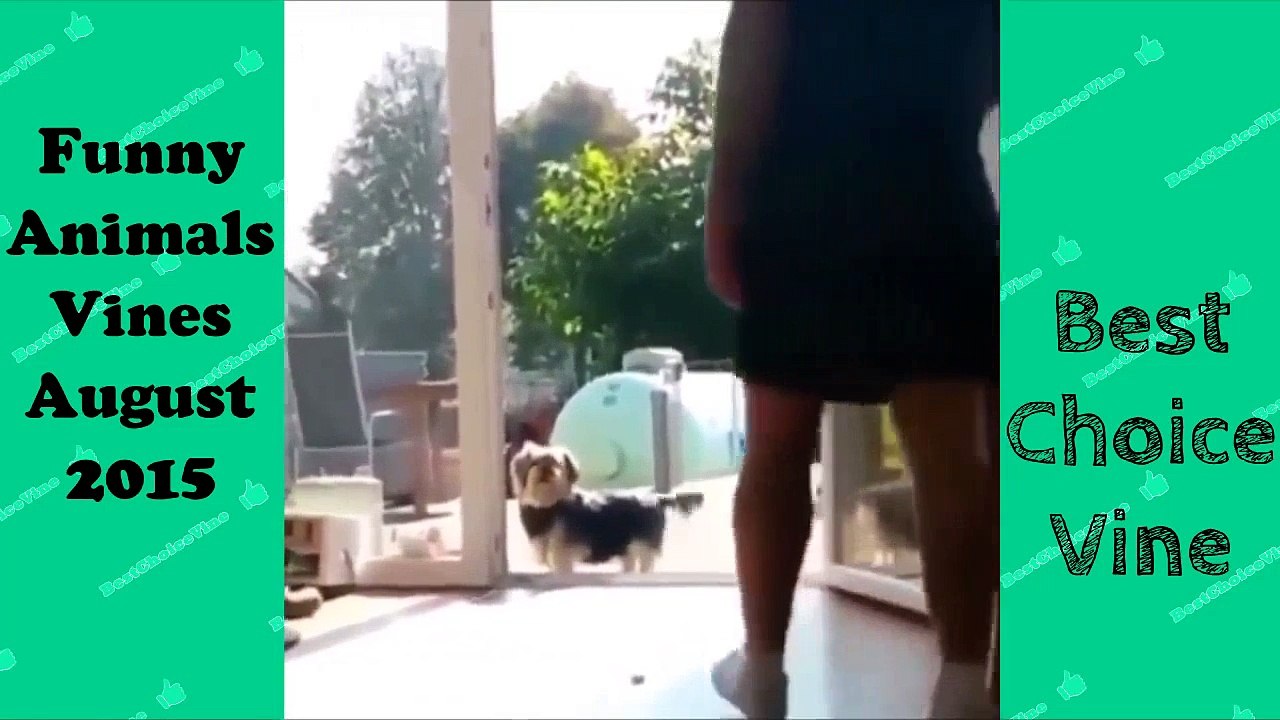 Funny Animals Vines August 2015 | BestChoiceVine