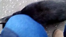 Negrutza for adoption