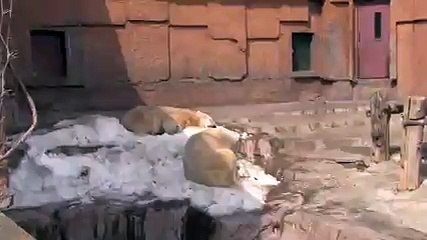 Polar Bear mating