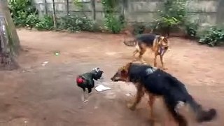 She has two dogs attacking with courage and force him to withdraw in front of his courage
