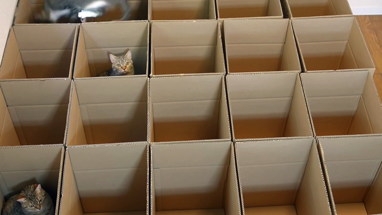 On vient de trouver le paradis des chats !
