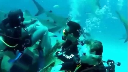 Extreme Animal Attacks Water Edition