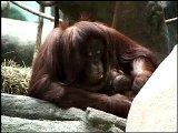 Orangutan Baby and Mother - Forests Are Important - Polar Bears International Brookfield Zoo