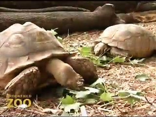 Forests Are Important - Polar Bears International Hudson Polar Bear 2 Tortoises BrookfieldZoo