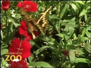 Butterflies are Back at Brookfield Zoo!