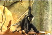 Cute Baby Gibbon at Brookfield Zoo