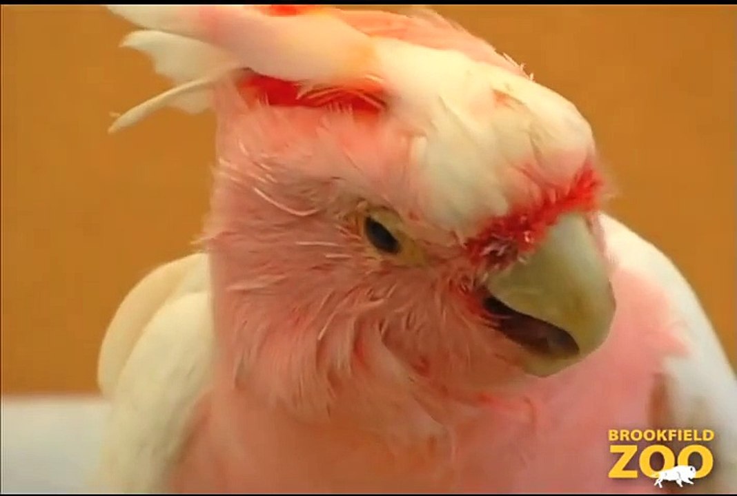 Cookie Cockatoo Turns 79 Years Young Howling Wolves Forests Are Important - Polar Bears International Hudson Polar Bear 2 at Brookfield Zoo