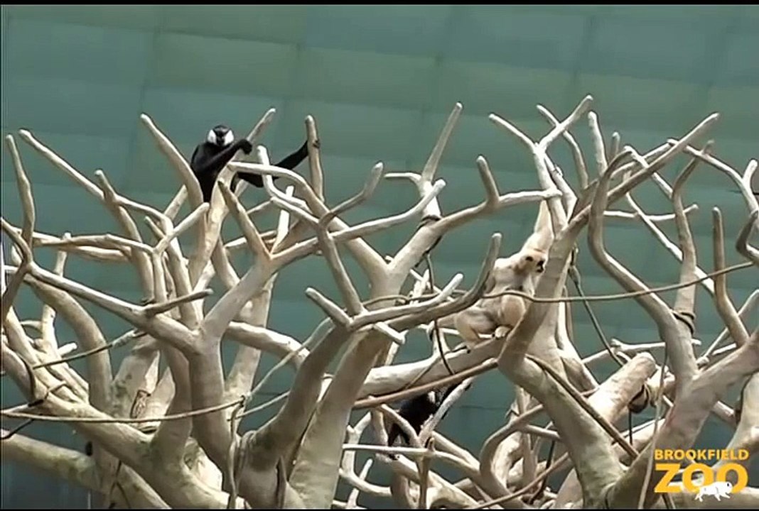 Duet of  Singing  Gibbons at Howling Wolves Forests Are Important - Polar Bears International Hudson Polar Bear 2 at Brookfield Zoo