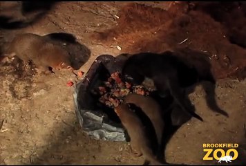 Dwarf Mongoose Pups Born September 13