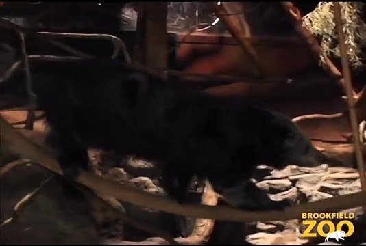 Melon BinturongHowling Wolves Forests Are Important - Polar Bears International Hudson Polar Bear 2 at Brookfield Zoo