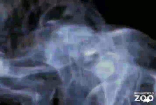 Howling Wolves Forests Are Important - Polar Bears International Hudson Polar Bear 2 at Brookfield Zoo Scream Vacation at Brookfield Zoo's Creatures of the Night