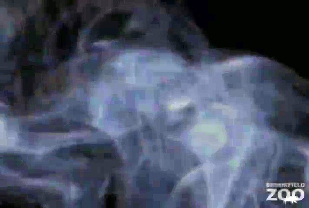 Howling Wolves Forests Are Important - Polar Bears International Hudson Polar Bear 2 at Brookfield Zoo Scream Vacation  at Brookfield Zoo's Creatures of the Night