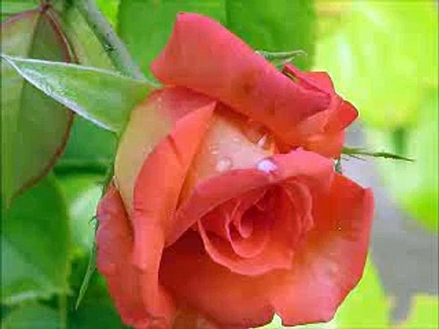 Mahiya  Gulam Ali  by shahid jutt sialkot