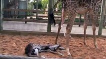 Giraffe Birth video “Hasani“ 8⁄10⁄09 Houston Zoo