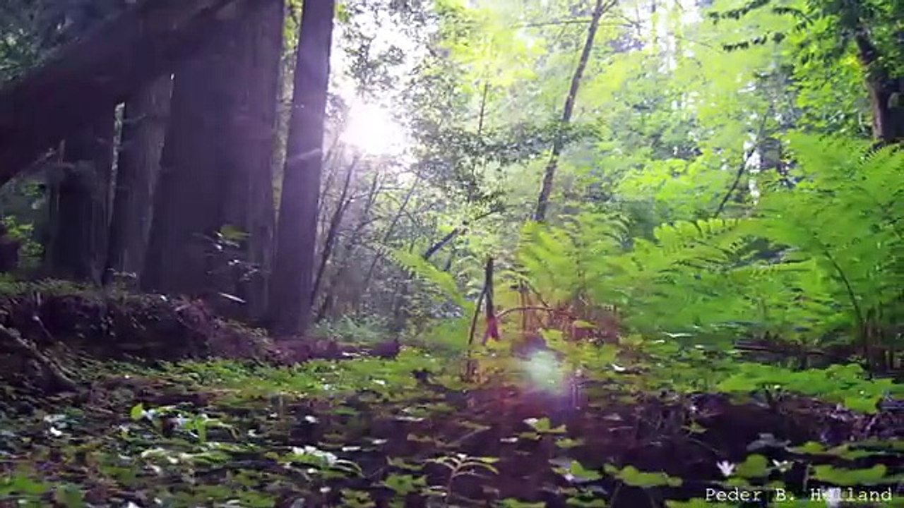Beautiful Nature