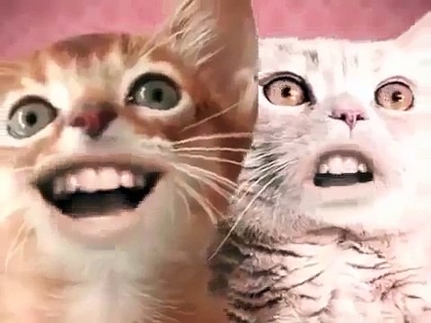 ПОЮЩИЕ КОТЫ