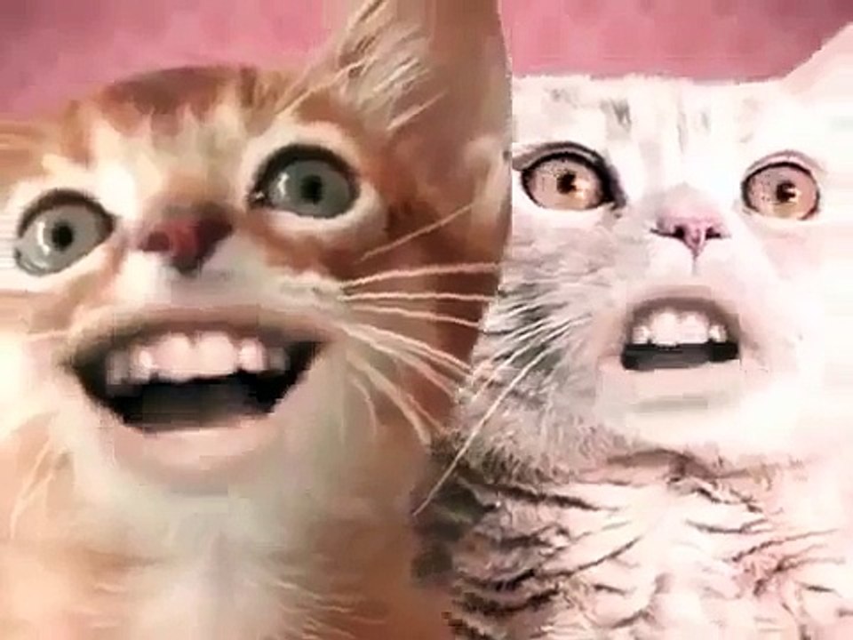 ПОЮЩИЕ КОТЫ