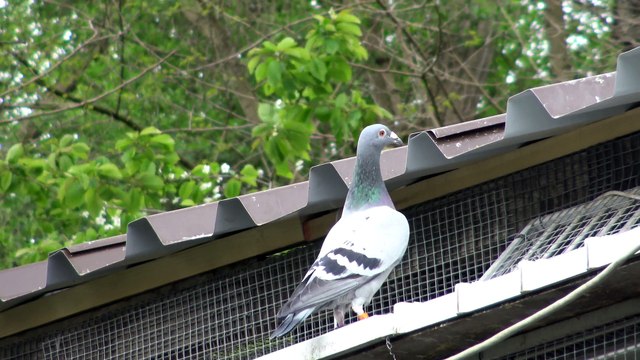 PART2 HENS SAMICE ,KULBACKI COMPANY FOR PIGEONS RACE WhatsApp 0049-1511-290-1511