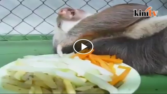 Video Kungkang makan berbaring cuit hati netizen