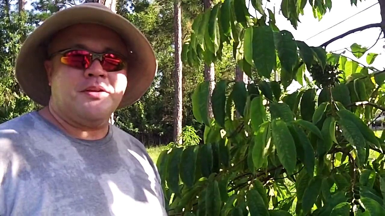 Rollinia Tree South Florida Front Yard Fruit Trees