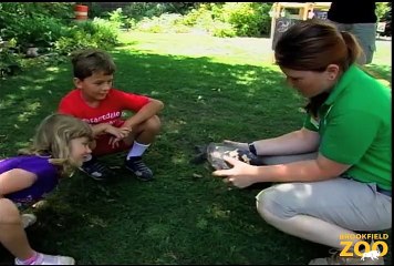 Hamill Play Zoo Celebrates 10 Years at Brookfield Zoo