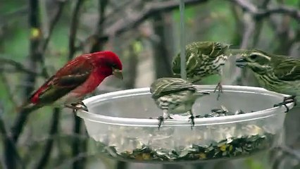 Purple Finches At the Feeder