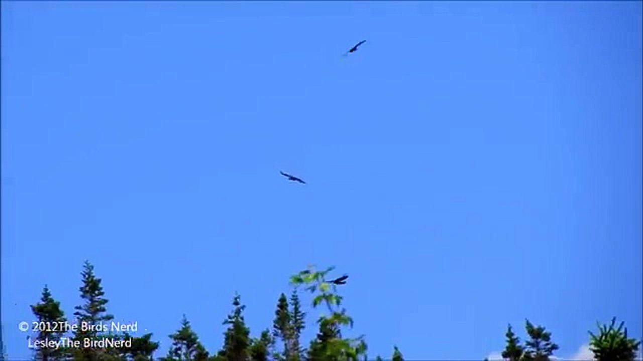 Ravens playing together