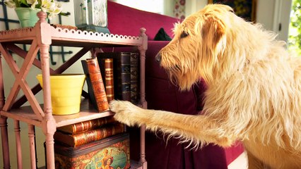 Very Funny Dog - #Funny_dog - #Funny_Animals - Copy