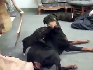 This tiny pig is just so flipping