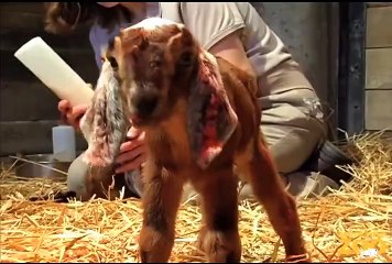 Goat Kids at Children's Zoo (Brookfield Zoo)